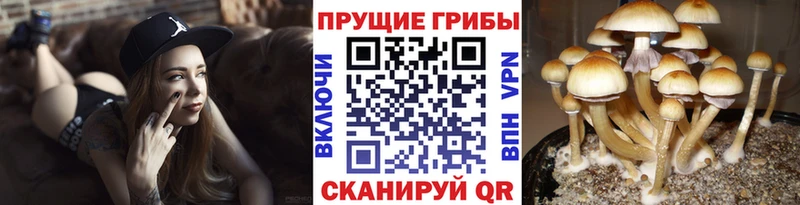 Псилоцибиновые грибы Psilocybine cubensis  Саранск 